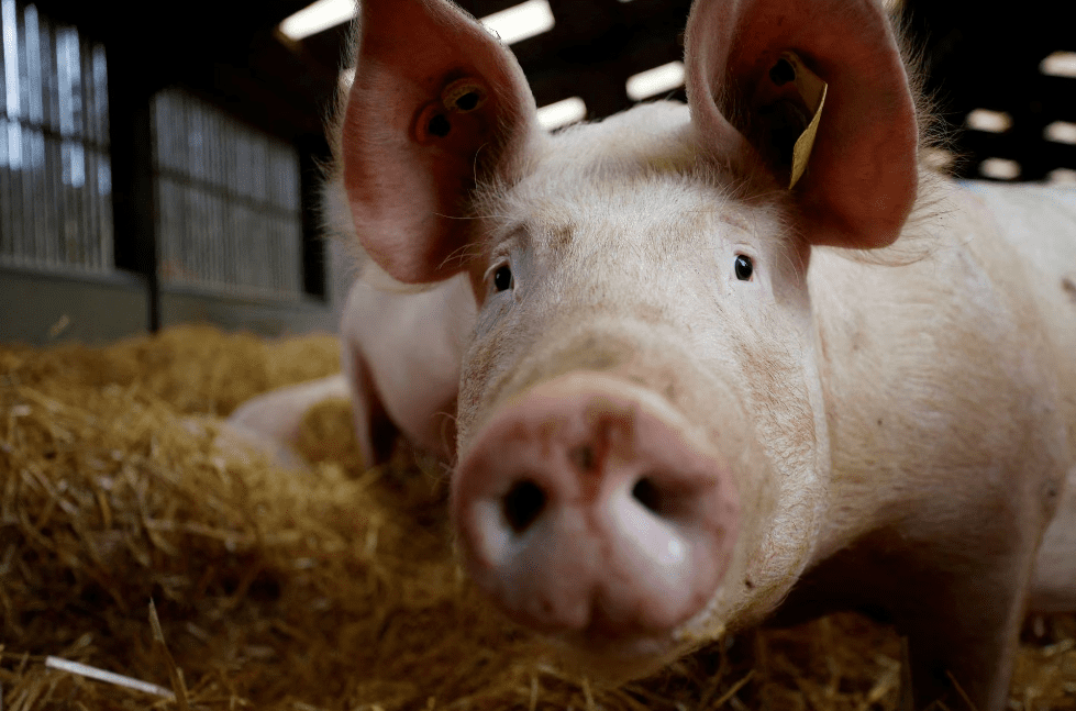 Binance Found Not Guilty In Legal Case Related To Pig-Bitrabo