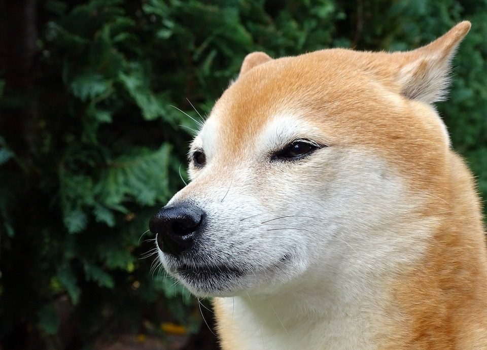 Shiba Inu Shib Price Turns Bearish As User Acquisition Dips-Bitrabo