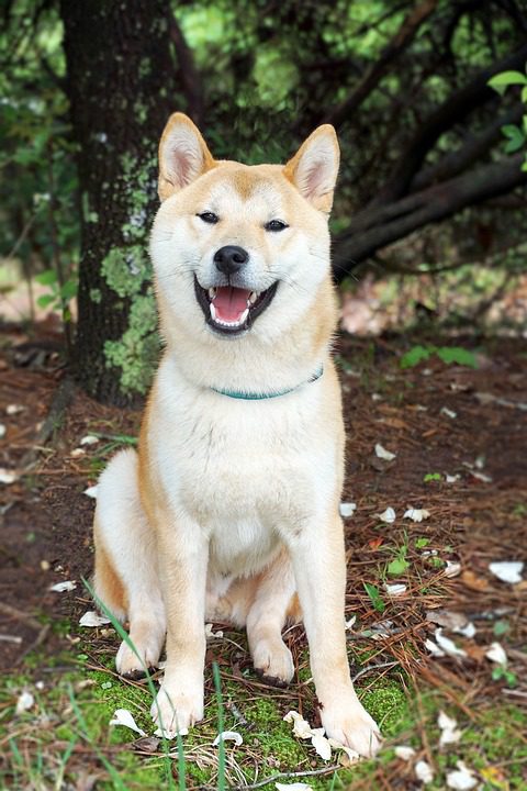 Shiba Inu Shib Teases Bullish Price Reversal-Bitrabo