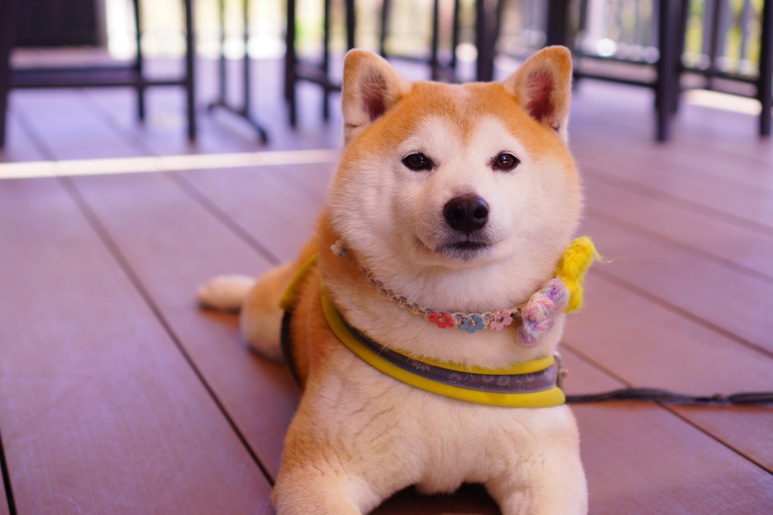 Shiba Inu