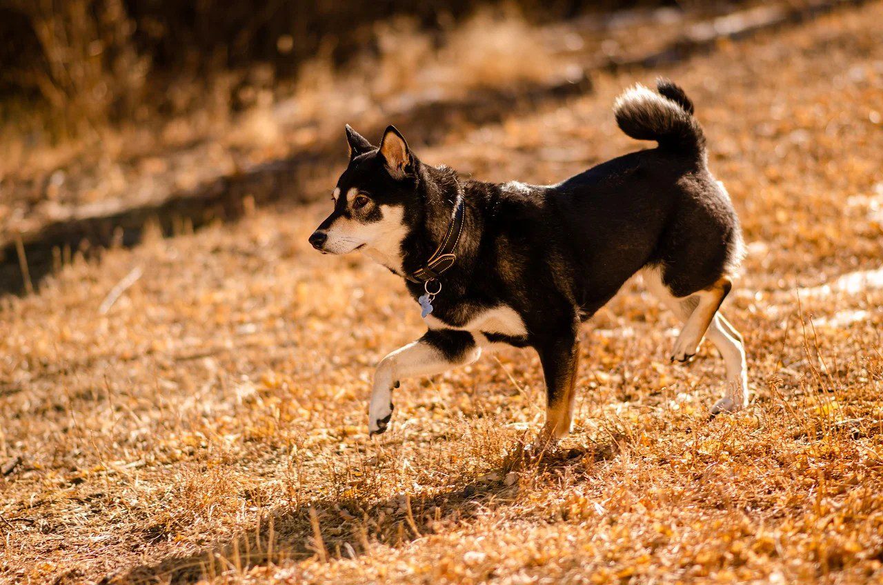 Shiba Inu