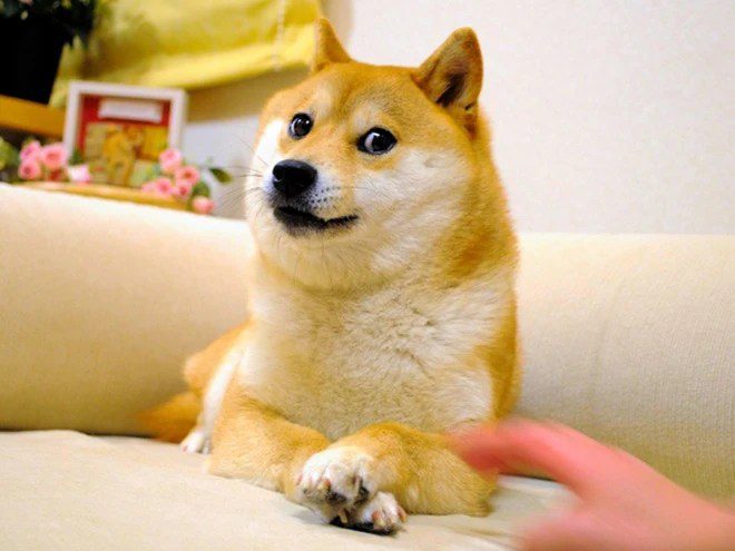 Dogecoin Kabosu