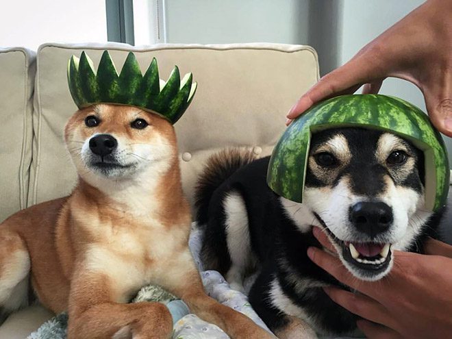 Dogwifhat